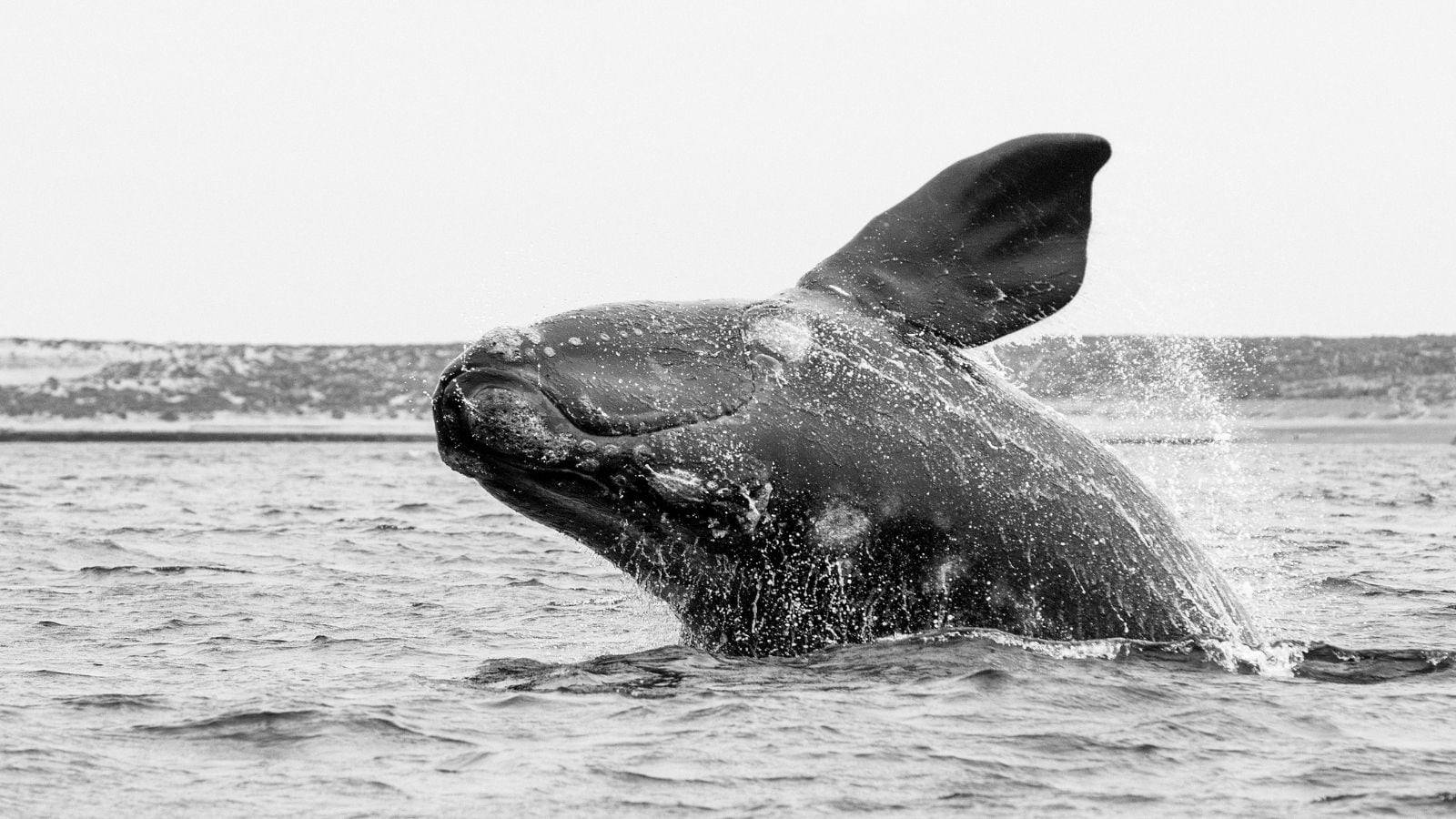 Right Whale Right Whale