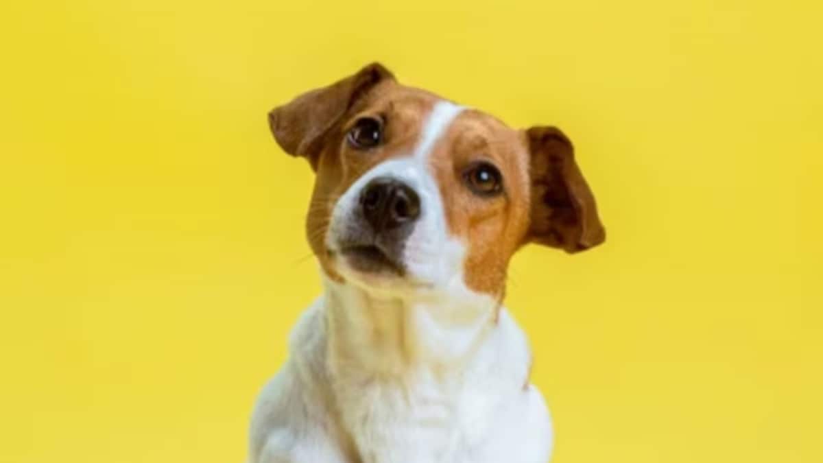 International Dog Day: Showing Care And Love For Your Pets Begins At Home With A Clean Floor