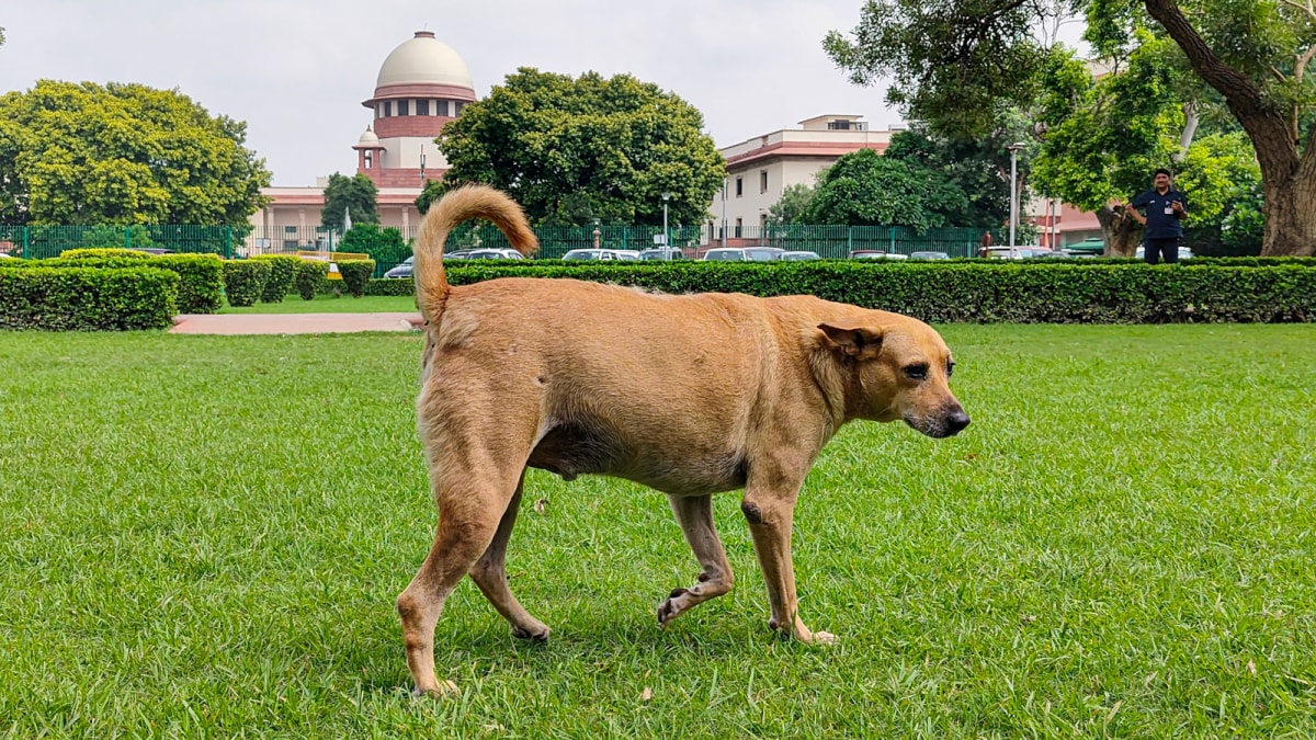 Opinion | Why the Latest SC Order on Stray Dogs Is Uniquely Indian