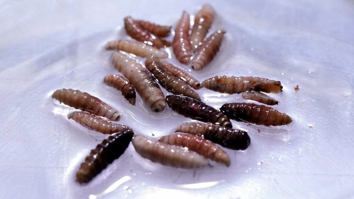 Flesh-Eating Screwworm Resurfaces in US, Threatens Cattle Industry