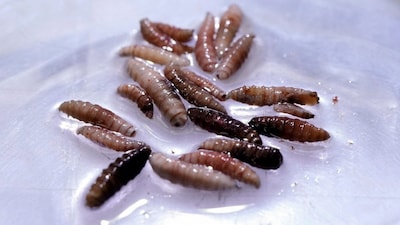 Larvae of the screwworm fly, collected from infected cows, are observed at the COPEG sterile fly production plant, which fights the spread of the cattle screwworm, in Pacora, Panama. REUTERS/File Photo)