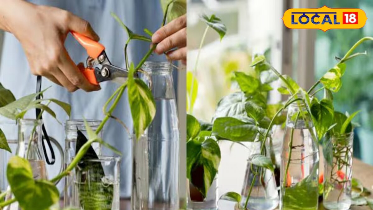 Money Plant Care: Simple Tips for Healthy, Lush Leaves