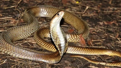 Due to their slow metabolism, cold-blooded snakes can still deliver reflexive bites up to six hours after death if their head or neck is touched. (News18)