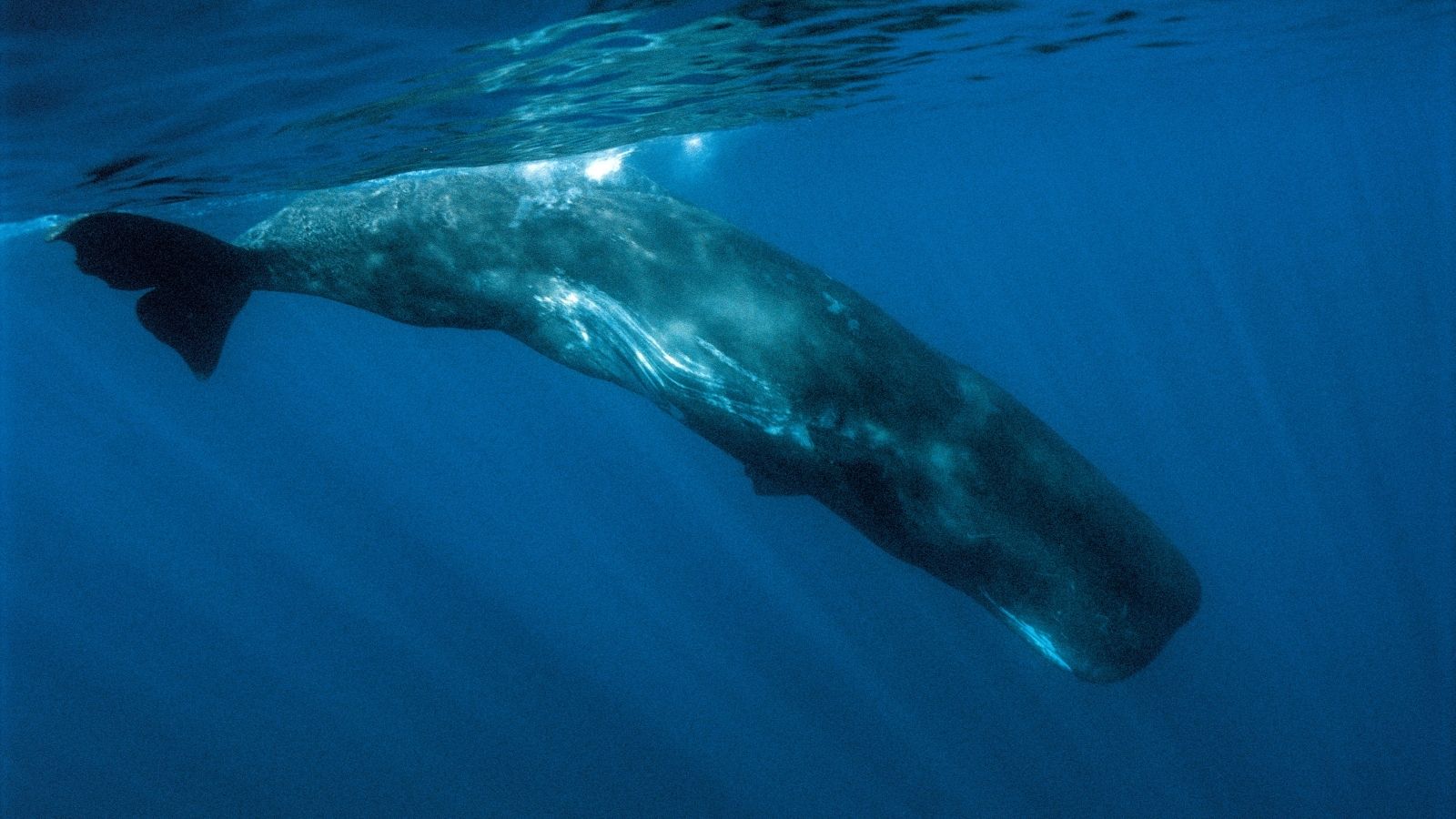 Sperm Whale Sperm Whale
