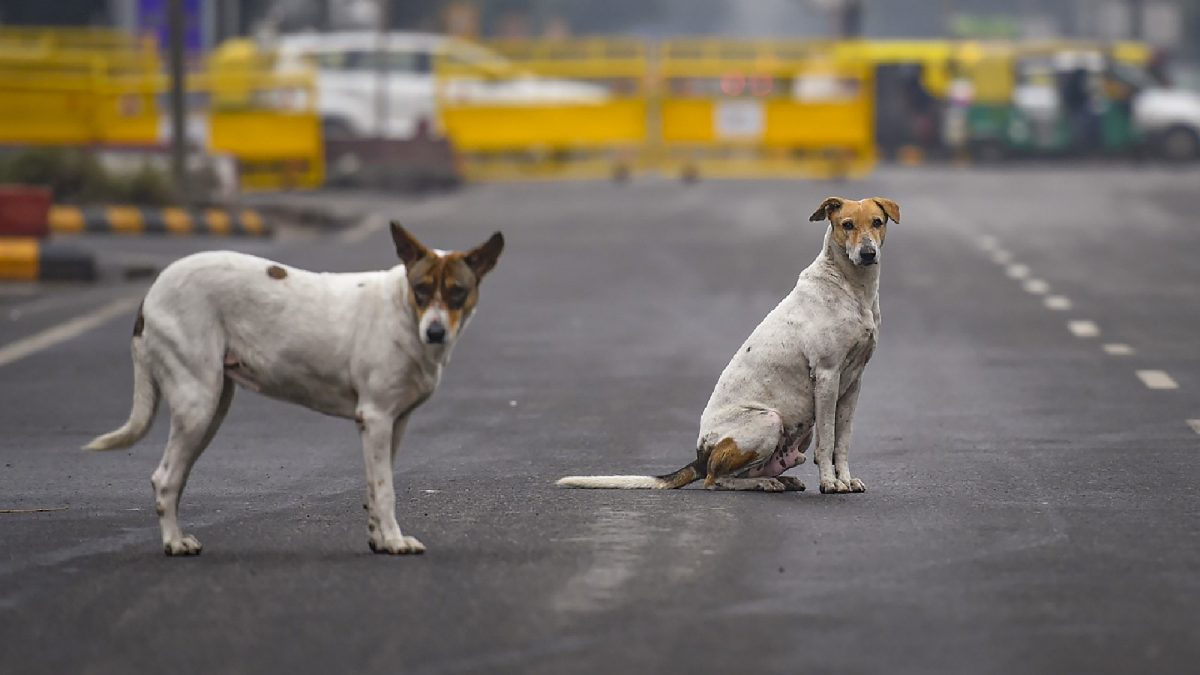 Karnataka MLC Admits to Killing Dogs, Sparks Safety Debate