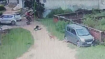 Stray dog attacks boy in UP (CNN-News18)