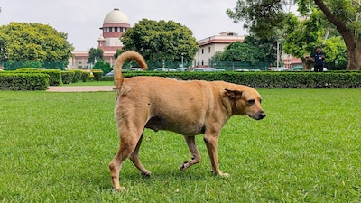 Supreme Court stray dog verdict