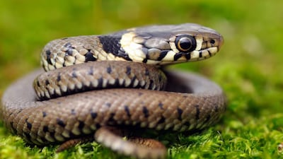 Most snakebites happen silently, when people don’t even realise they’ve encountered a snake.