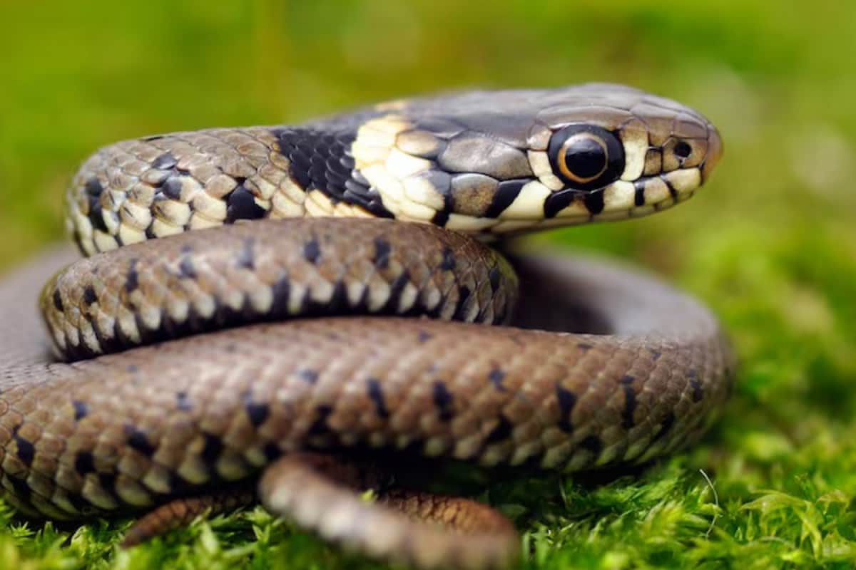 Snakebite: What Is The First Thing You Should Do? Emergency Doctors Say....