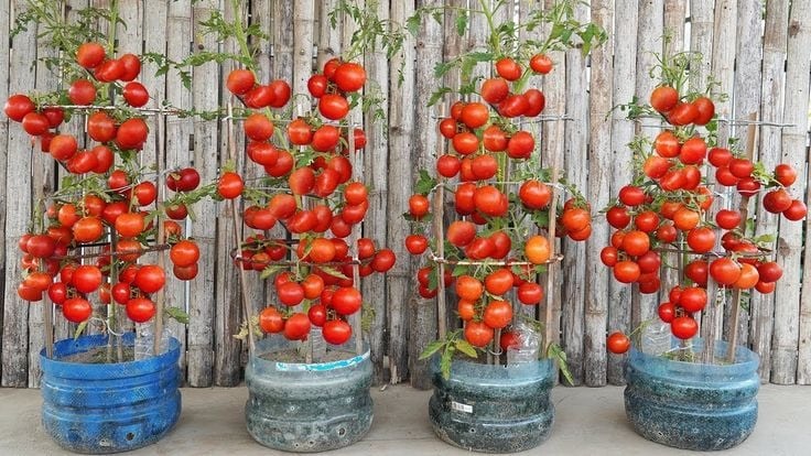 Materials required: Clean plastic bottles, sharp knife or scissors, potting soil or compost, tomato seeds or seedlings, water, and small stones. (Image: Printrest)