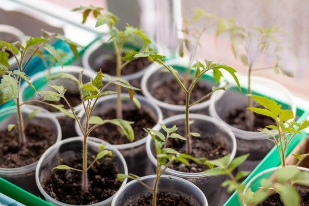 Fill with soil: Add good-quality potting soil or compost on top of the stones, filling the bottle about three-quarters full. (Image: Freepik)