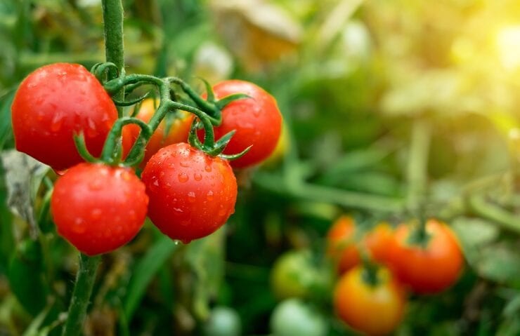 Plant the seedlings: Make a small hole in the soil and plant the tomato seed or seedling gently. Cover with soil and pat lightly. (Image: Freepik)