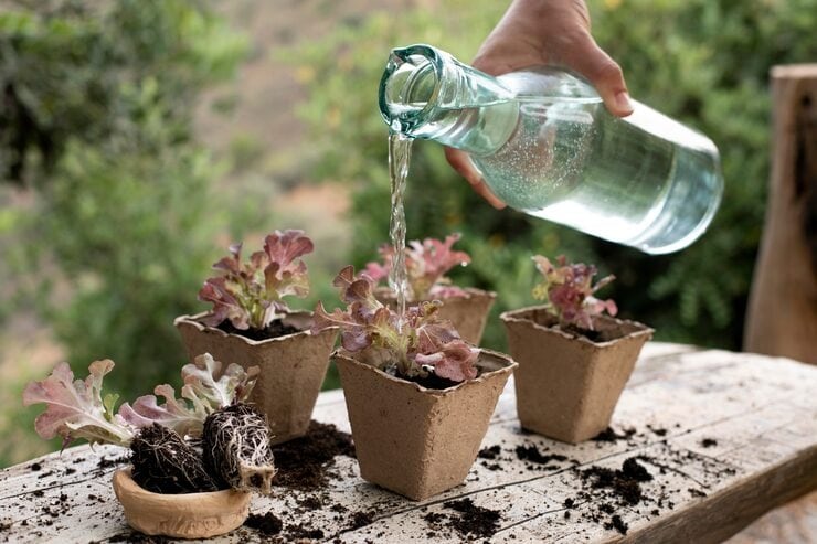 Care and Maintenance: Water the soil lightly but thoroughly. Keep the soil moist but not waterlogged. Also, place the bottle near a sunny window or balcony because tomatoes need a plenty of sunlight. As the plant grows, you may need to support it with a small stick or tie. (Image: Freepik)