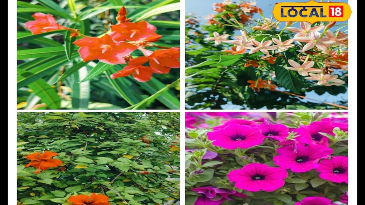 Gardening Tips: Top Flowering Plants That Bloom All Year Round