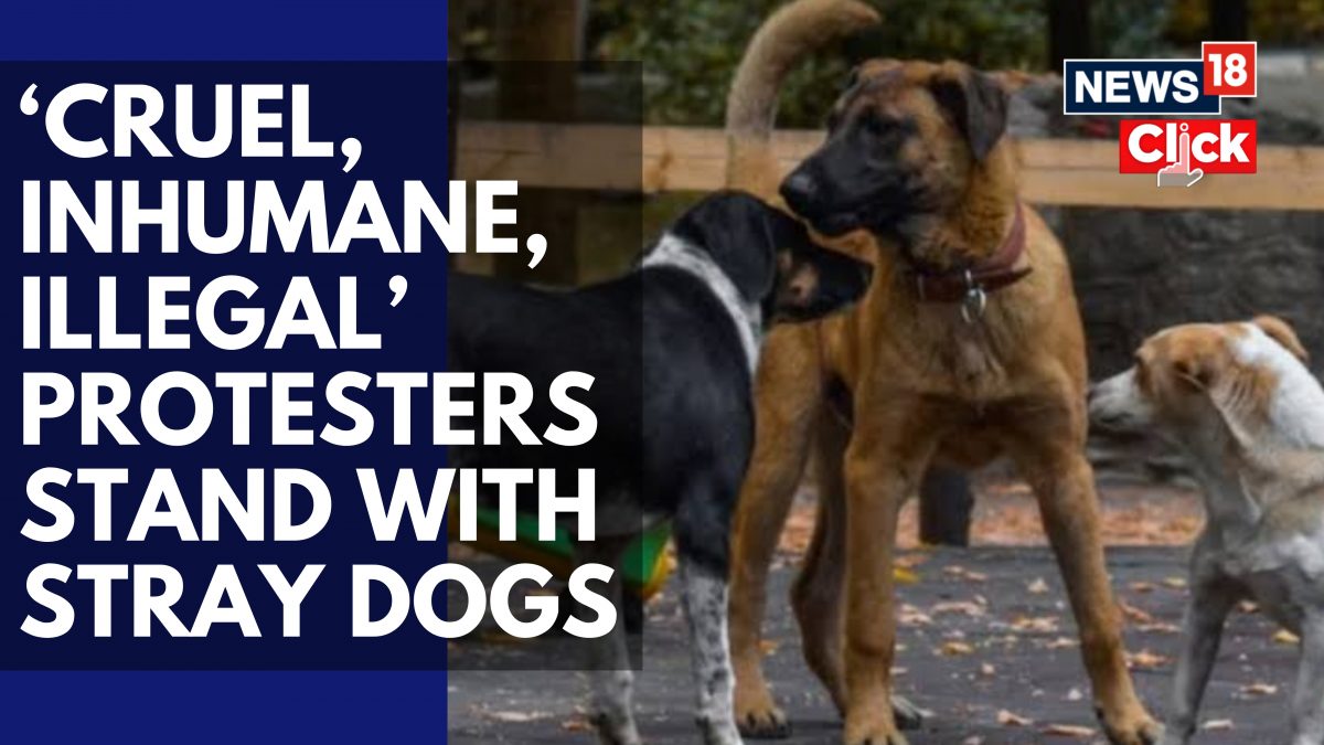 Protest at India Gate over SC order on stray dogs, animal rights ...