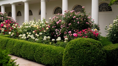  The Rose Garden is located along the West Terrace between the Oval Office and the Cabinet Room (X/FLOTUS)