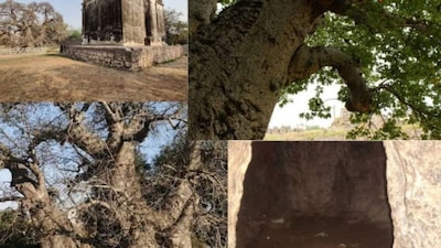 The Hatian Jhad Baobab Tree now sits within a secure enclosure inside the Hyderabad Golf Club, safeguarded by the ASI. (News18 Hindi)