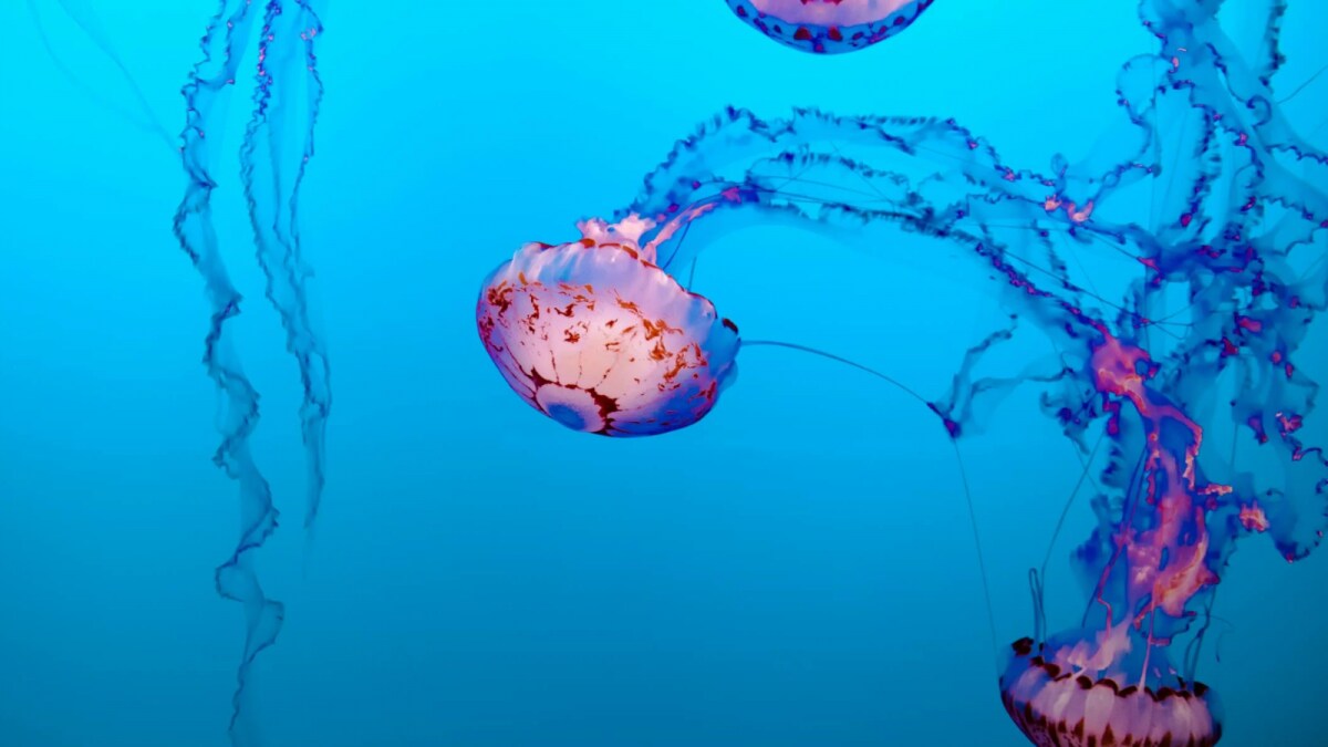 France Forced To Shut Down Nuclear Plant After Jellyfish Swarm Clogs System