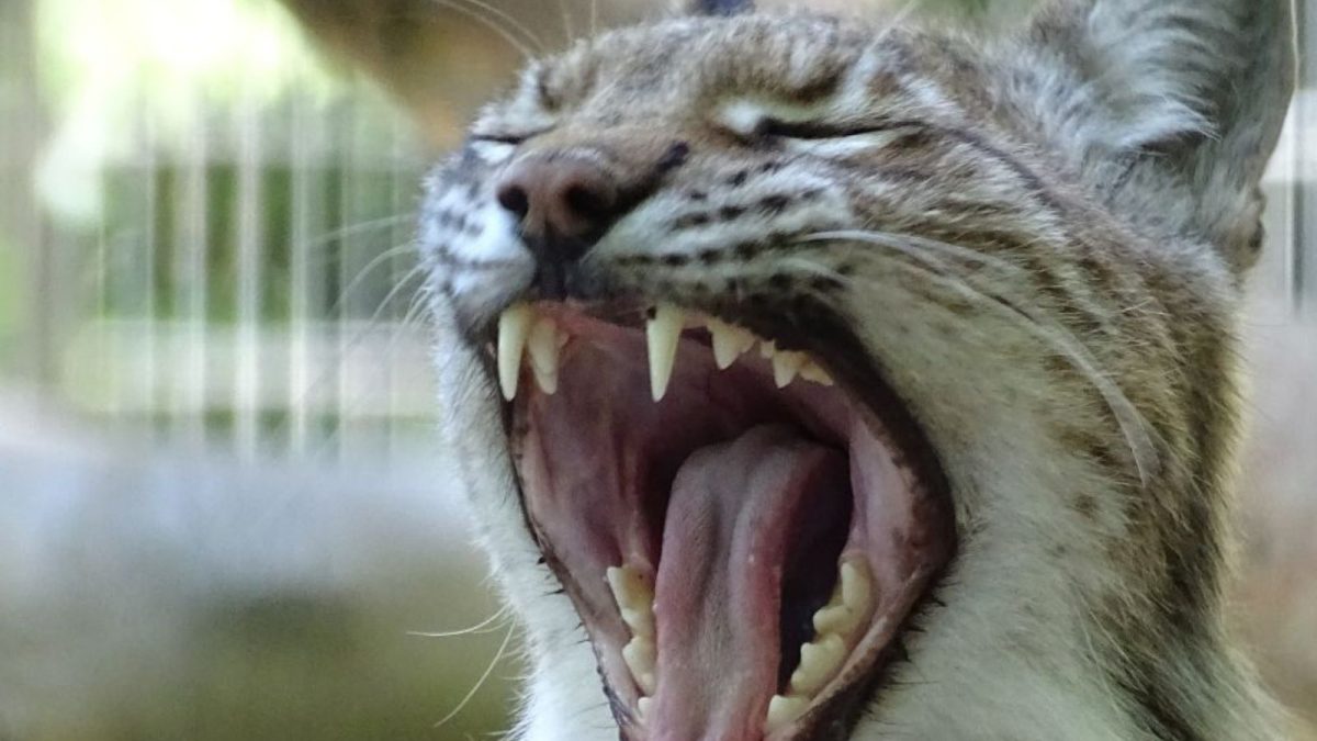 Danish Zoo Controversy: Donations for Predator Feed