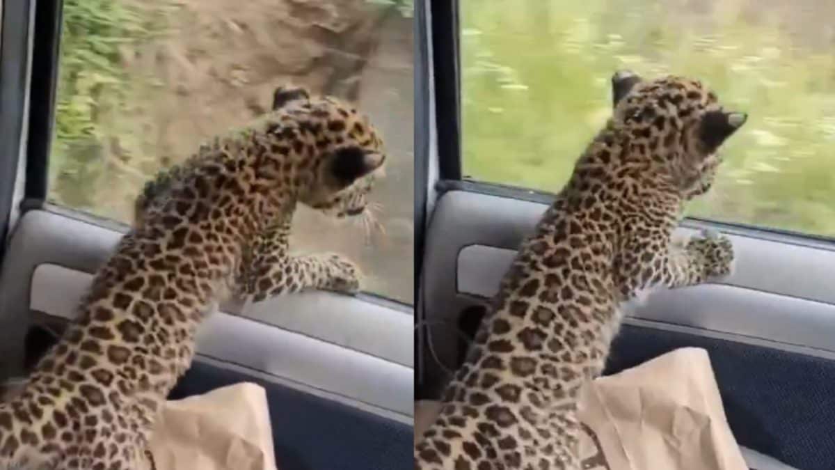 Leopard Cub Rescue Controversy: IFS Officer Questions Car Ride