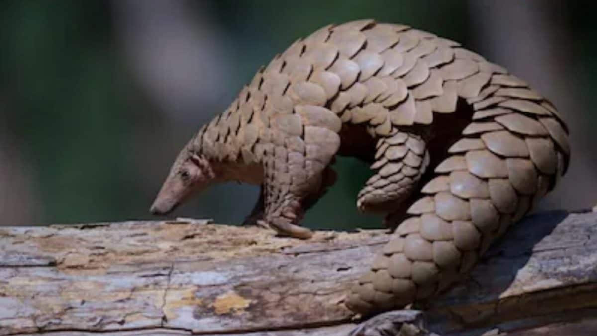 Pangolins Face Extinction Due to Poaching in Bihar and Demand