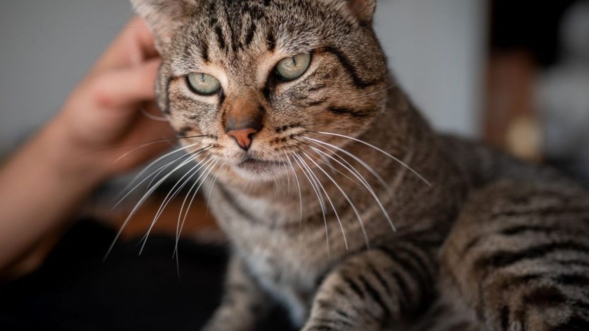 Cat Helps Discover New Virus Strain in Florida