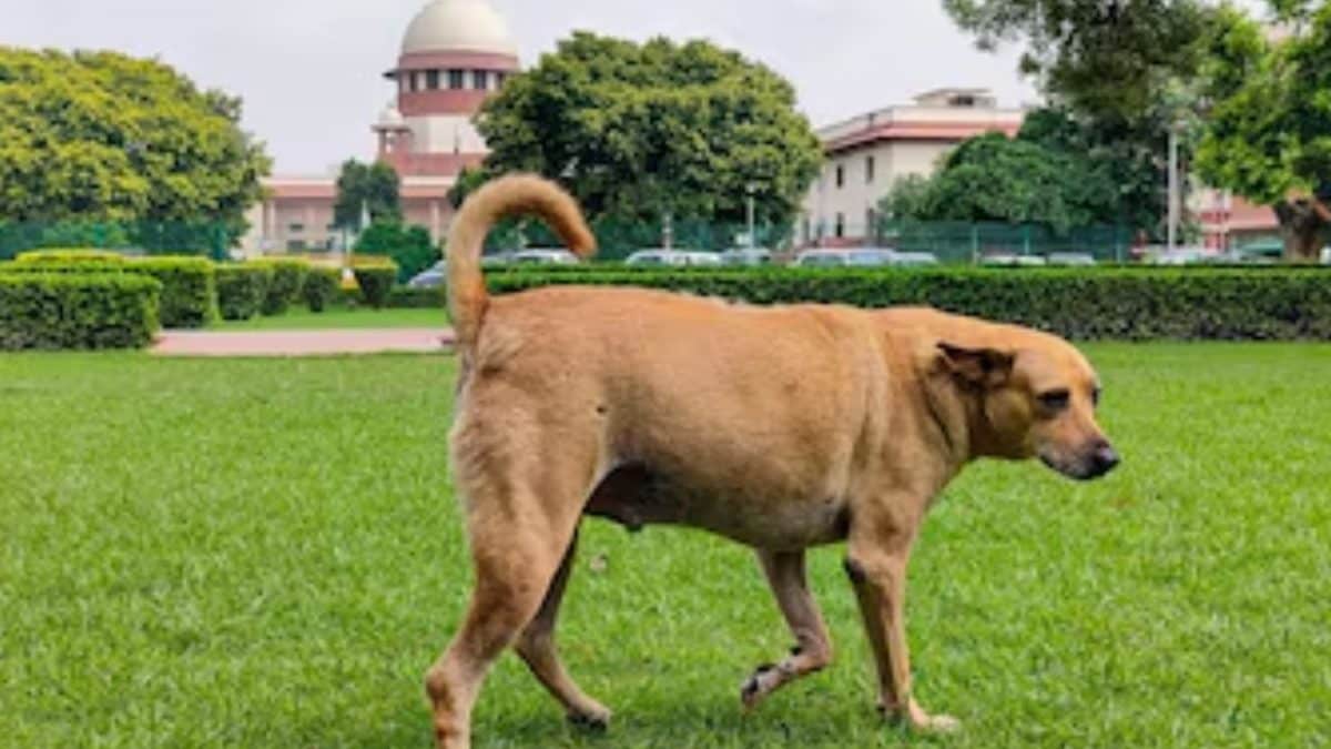As India Debates Street Dogs, Thailand Offers a Roadmap That Works