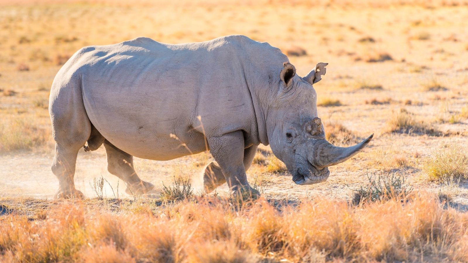White Rhinoceros White Rhinoceros