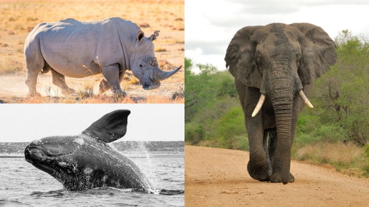 Top 10 Heaviest Animals In The World