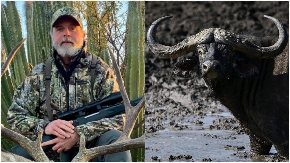 US Millionaire Hunter Killed By Over 1,300kg Buffalo He Tried To Hunt On African Safari