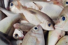 This Inexpensive Fish Can Lower Cholesterol, Aid Weight Loss, And Even Protect Your Heart!