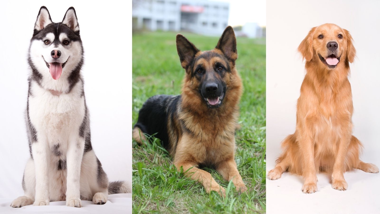 Call Yourself A Dog Lover? Know These Desi Breeds Call Yourself A Dog Lover? Know These Desi Breeds