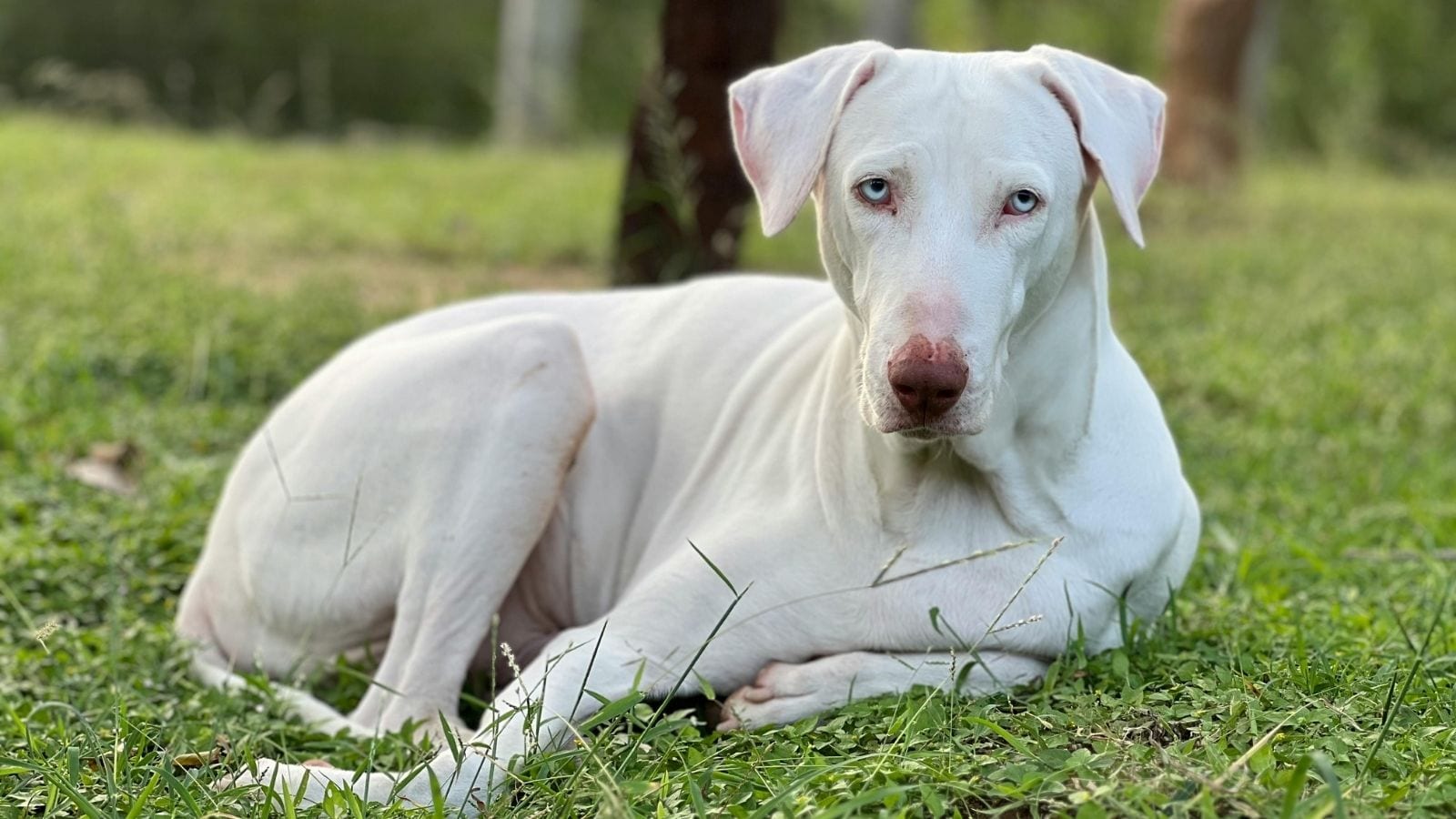 Call Yourself A Dog Lover? Know These Desi Breeds Call Yourself A Dog Lover? Know These Desi Breeds