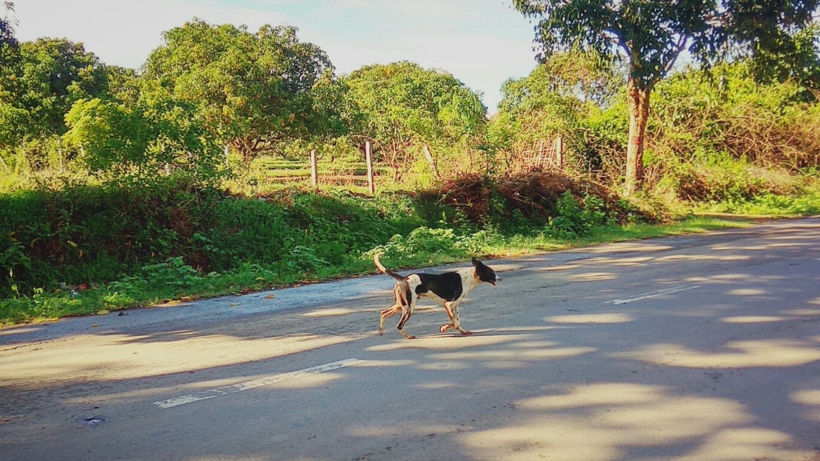 Call Yourself A Dog Lover? Know These Desi Breeds Call Yourself A Dog Lover? Know These Desi Breeds