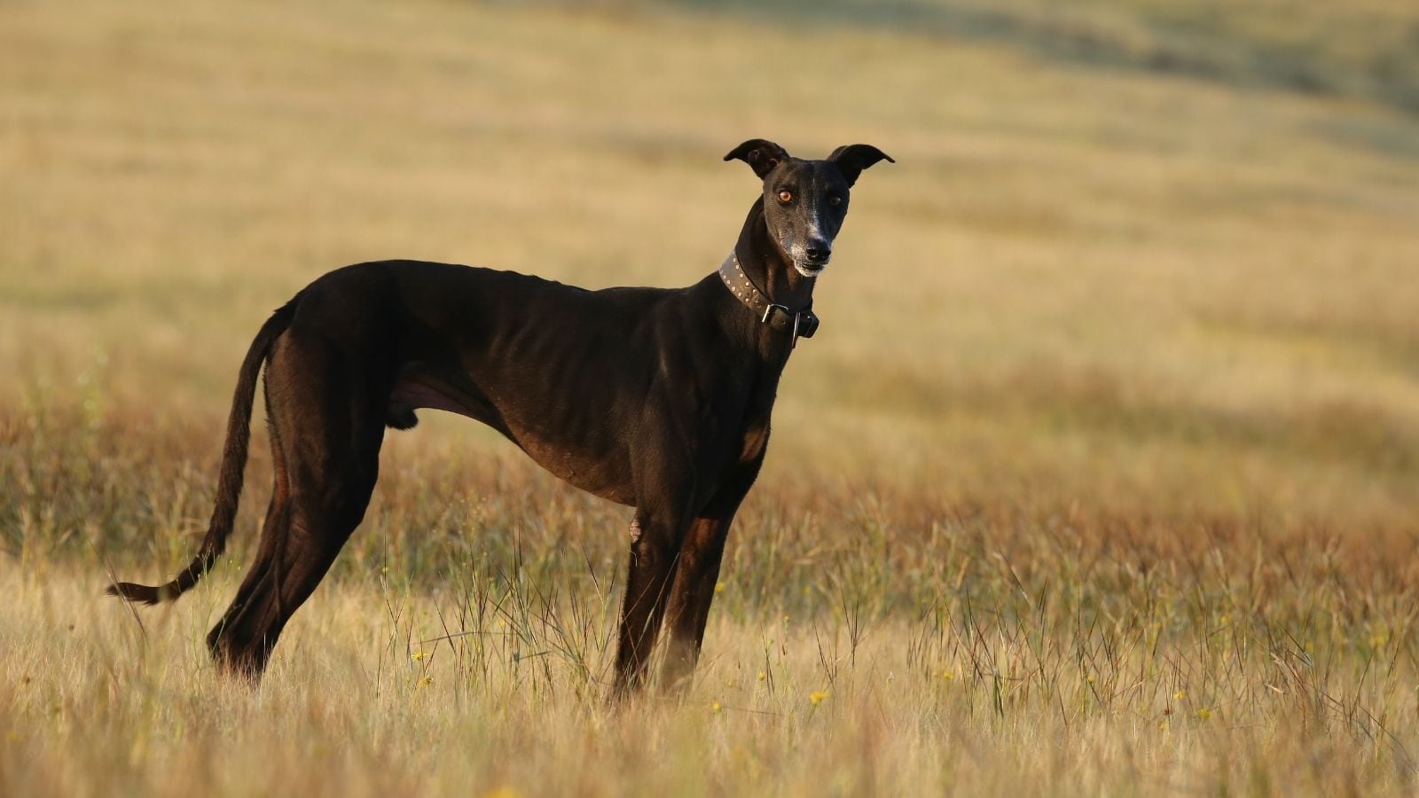 Call Yourself A Dog Lover? Know These Desi Breeds Call Yourself A Dog Lover? Know These Desi Breeds