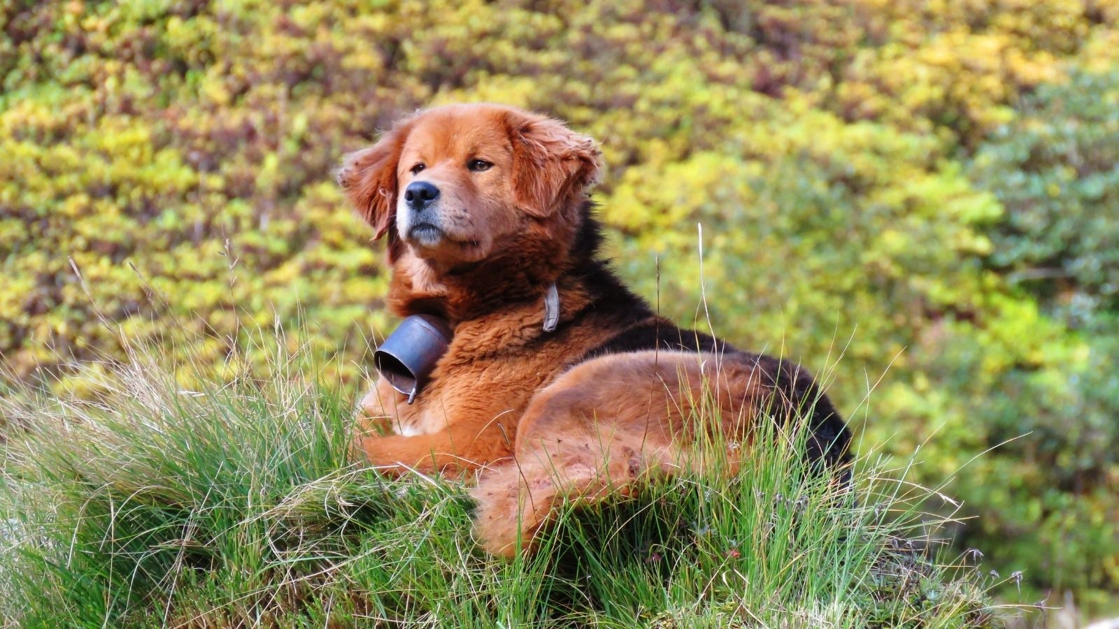 Call Yourself A Dog Lover? Know These Desi Breeds Call Yourself A Dog Lover? Know These Desi Breeds