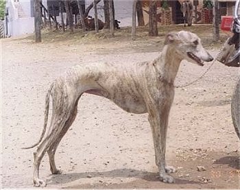 Call Yourself A Dog Lover? Know These Desi Breeds Call Yourself A Dog Lover? Know These Desi Breeds