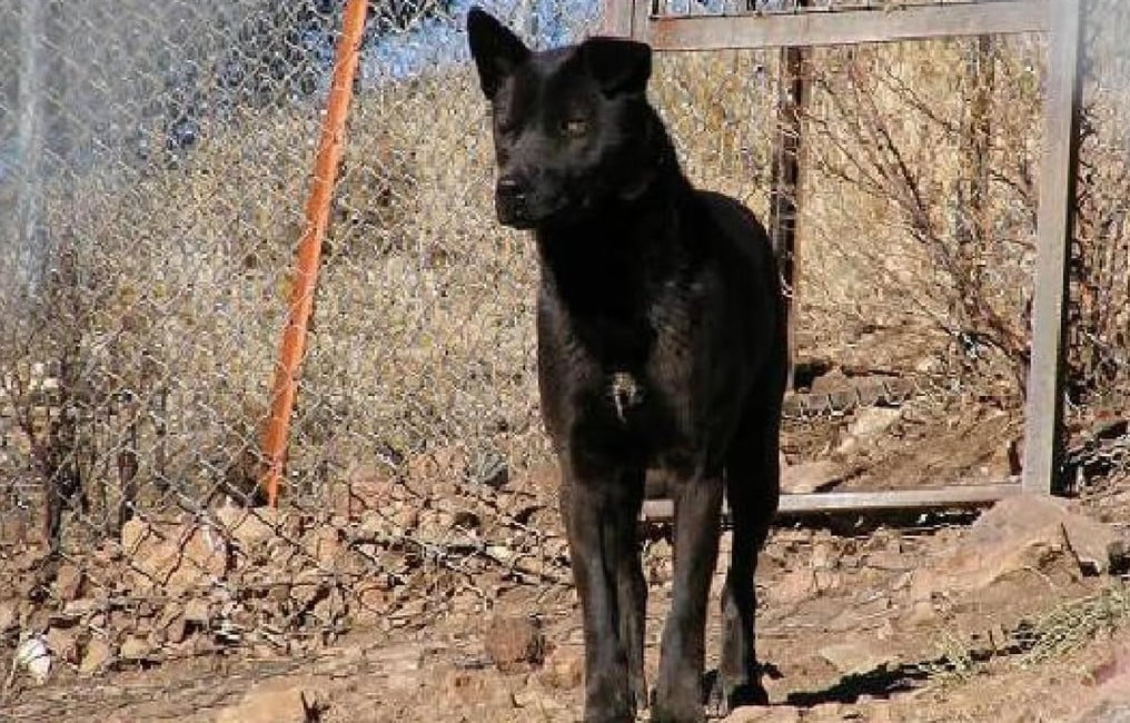 Call Yourself A Dog Lover? Know These Desi Breeds Call Yourself A Dog Lover? Know These Desi Breeds