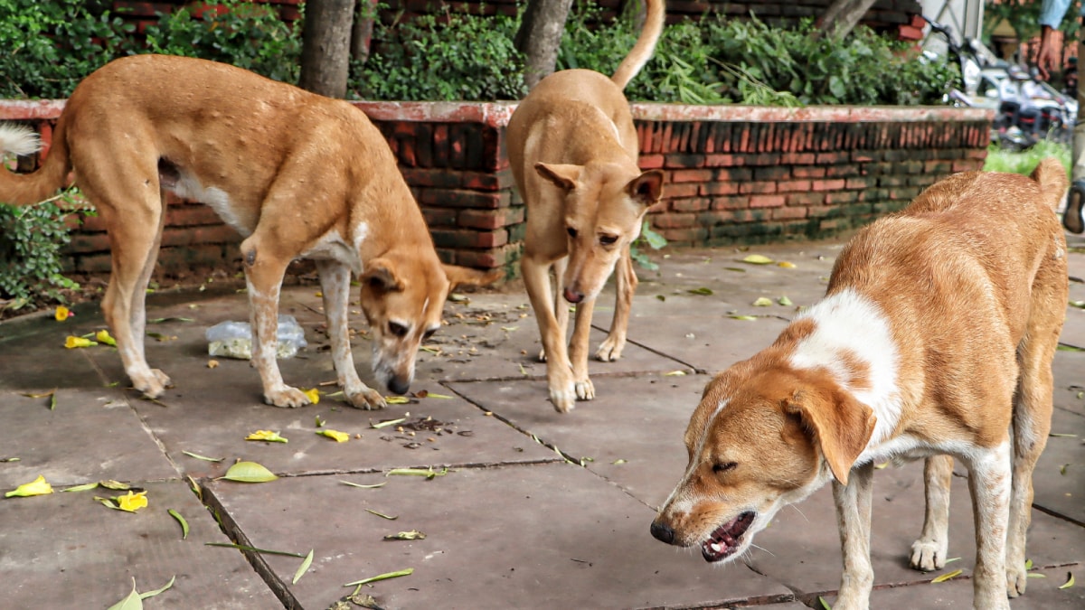 Rabies Vaccine Can Be Given Without A Dog Bite, But Not In India: Here’s Why | Lifestyle News