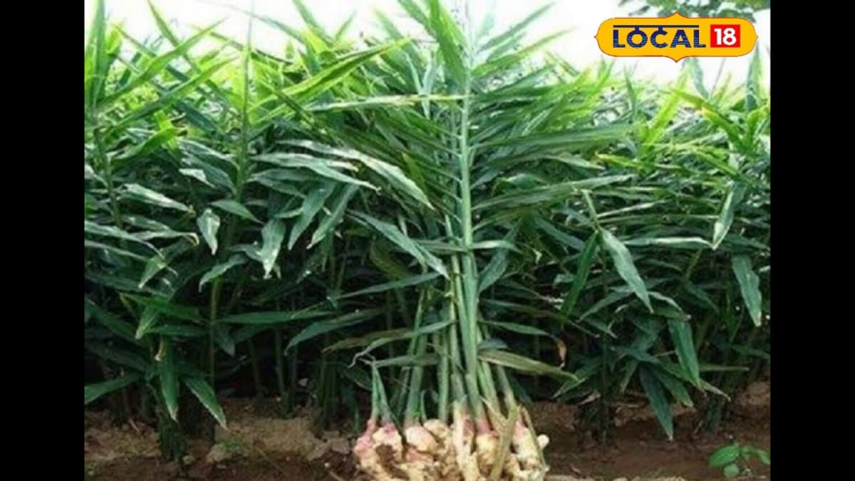 Ginger Farming Tips: You Can Earn Up To Rs 2 Lakh Per Month!