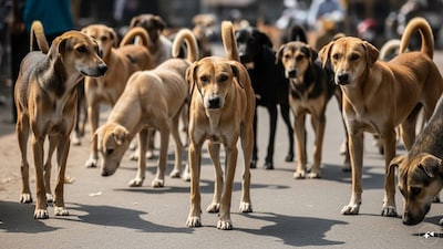 Supreme Court's stray dogs order divides internet (AI-generated image)