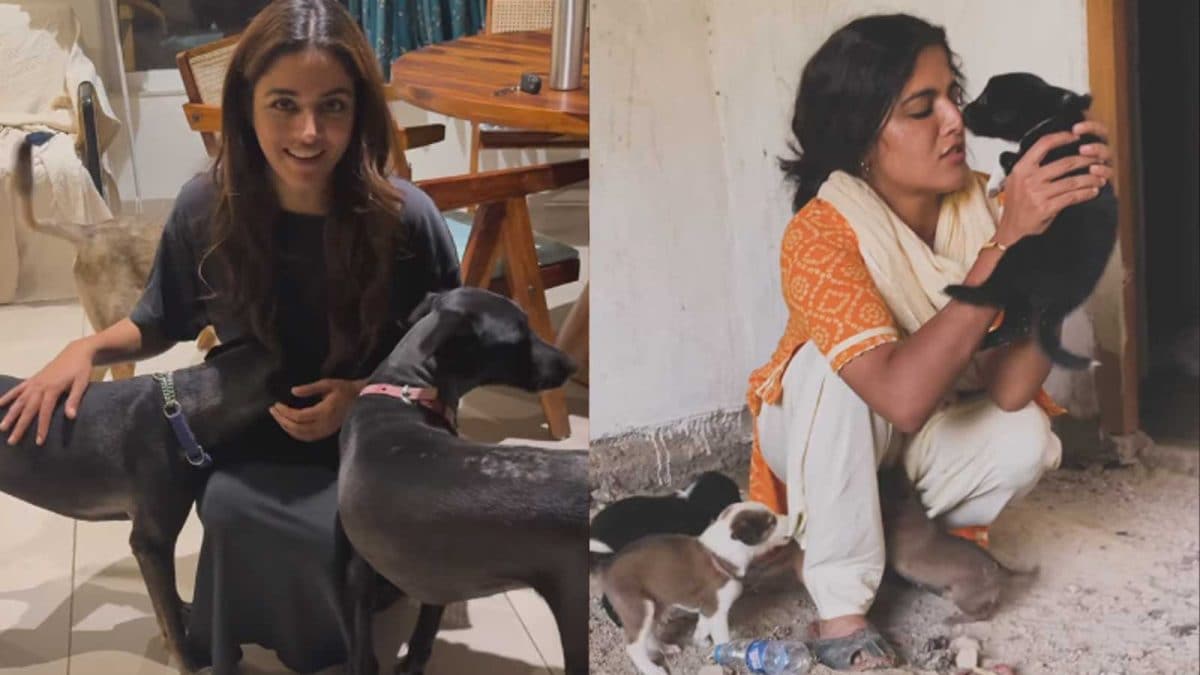 Wamiqa Gabbi Voices Support for Stray Dogs Amid Court Order