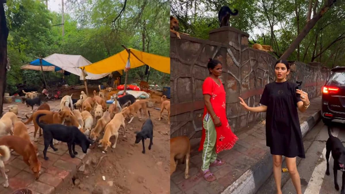 Delhi Woman Dedicates Life to Stray Dogs