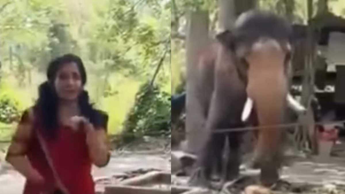 Expert Clarifies 'Dancing Elephant' Viral Video Truth