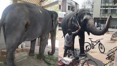 The elephant, Mahadevi, was moved to Vantara from Kolhapur in late July.
