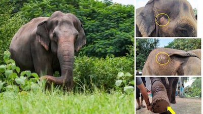 (Left) Elephant Mahadevi (Madhuri) at Vantara; (right) her injuries. (Instagram/News18)