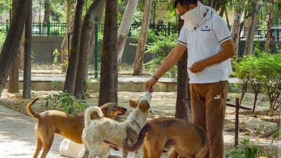 A bench of Justices J B Pardiwala and R Mahadevan said as of now, the dog shelters be created to accommodate around 5,000 stray dogs. (PTI File)