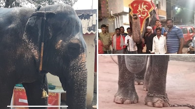 Elephant Mahadevi is being taken care of at Vantara’s Radhe Krishna Temple Elephant Welfare Trust.