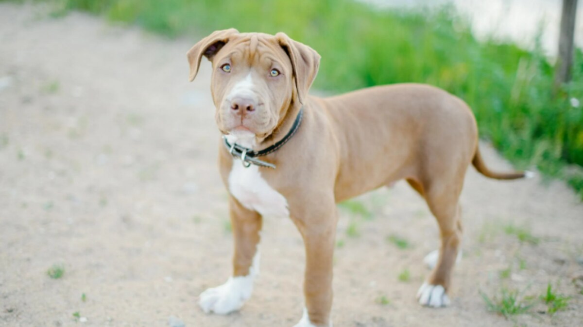 NYC Man Released After Being Accused of Burning Dog Alive