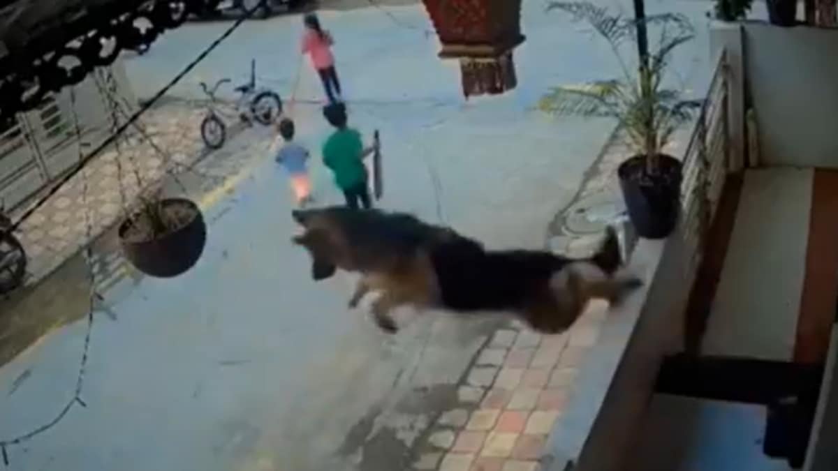 German Shepherd's Heroic Leap Protects Children in India